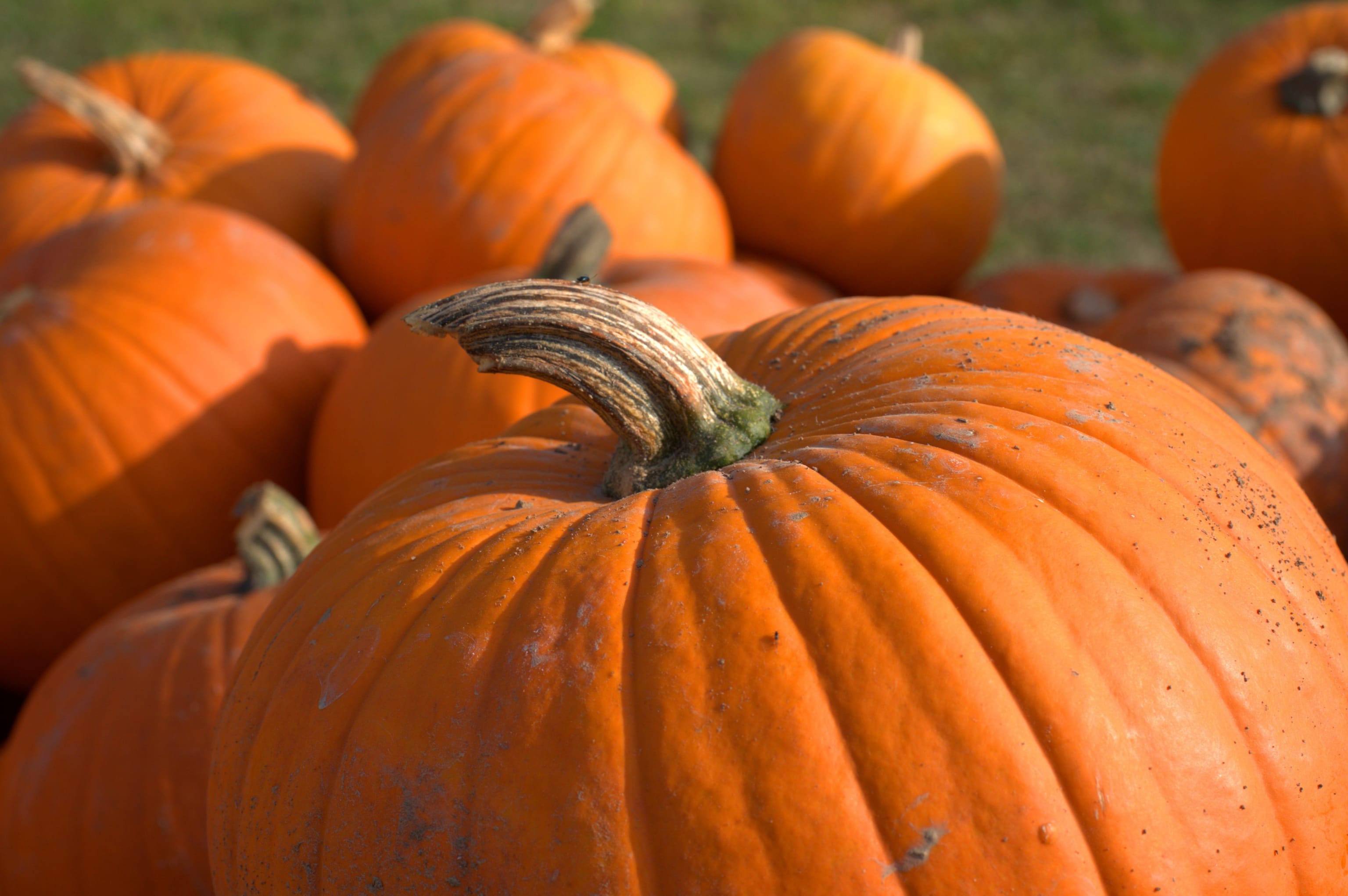 Pumpkin Picking and Halloween Events near Bracknell