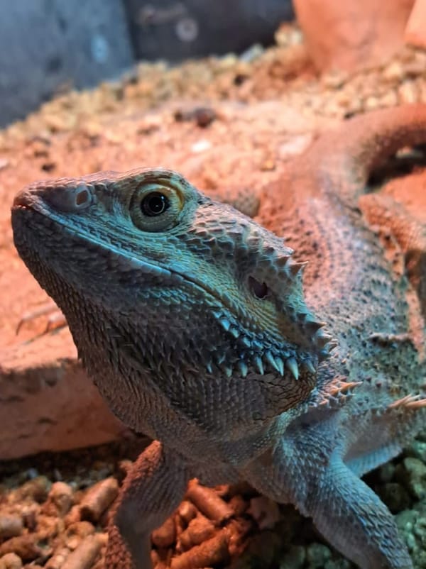 Berkshire Reptile Encounters