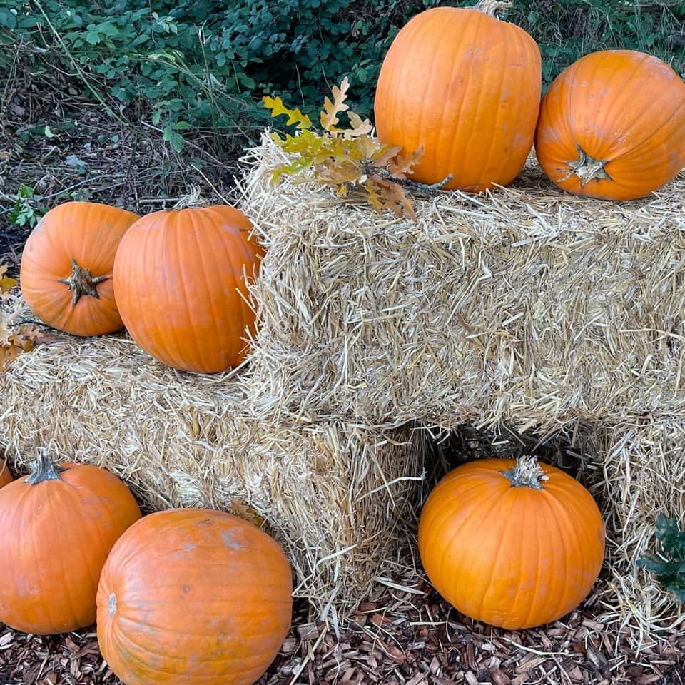 Pumpkin Picking and Halloween Events near Bracknell