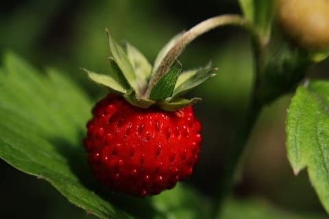 PYO Farms near Bracknell