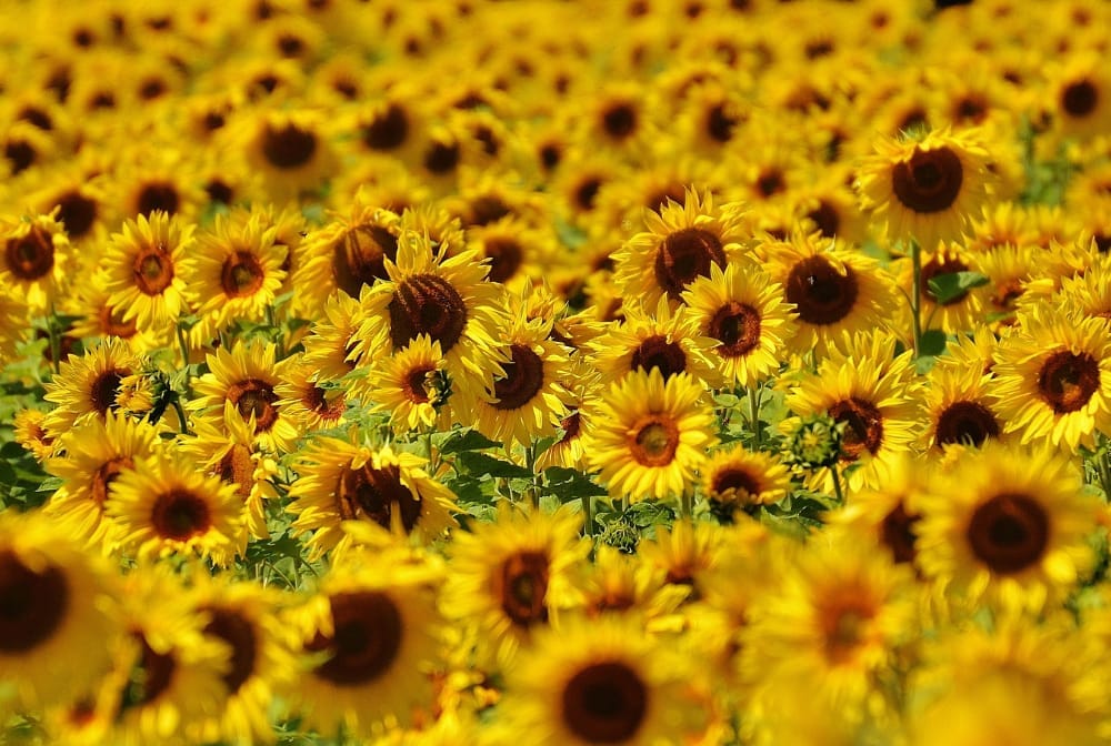 PYO Sunflowers near Berkshire