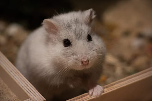 My Pet Pals