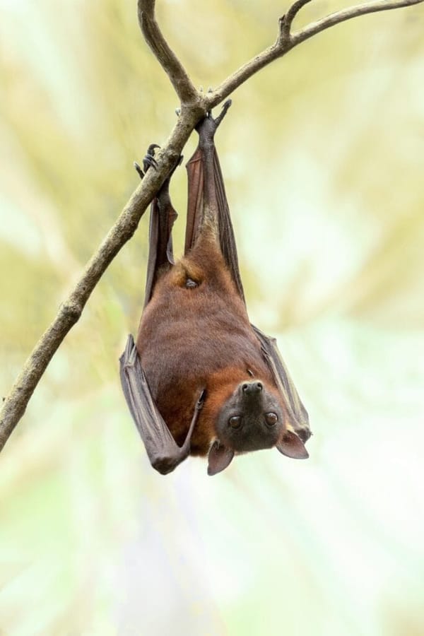 Bat Walk