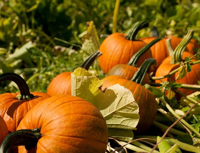 Pumpkin Picking and Halloween Events near Bracknell