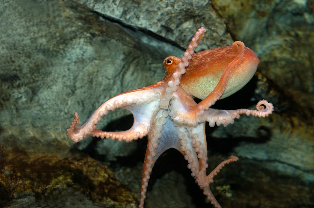 The Great Turtle Odyssey - image 2