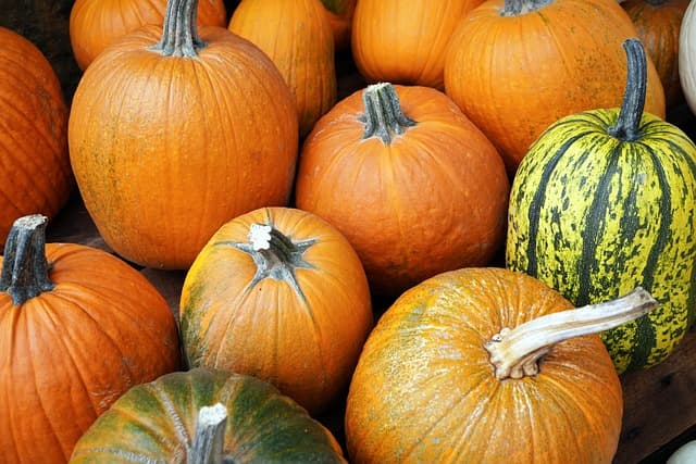 Pumpkin Fair