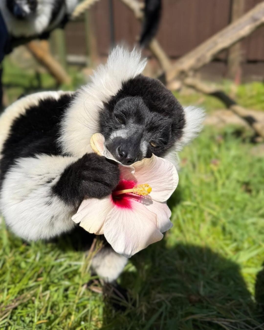 Beale Wildlife Park - image 1